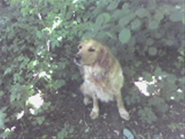 Golden retriever Luffe<3 - Så smuk!i: billede 4