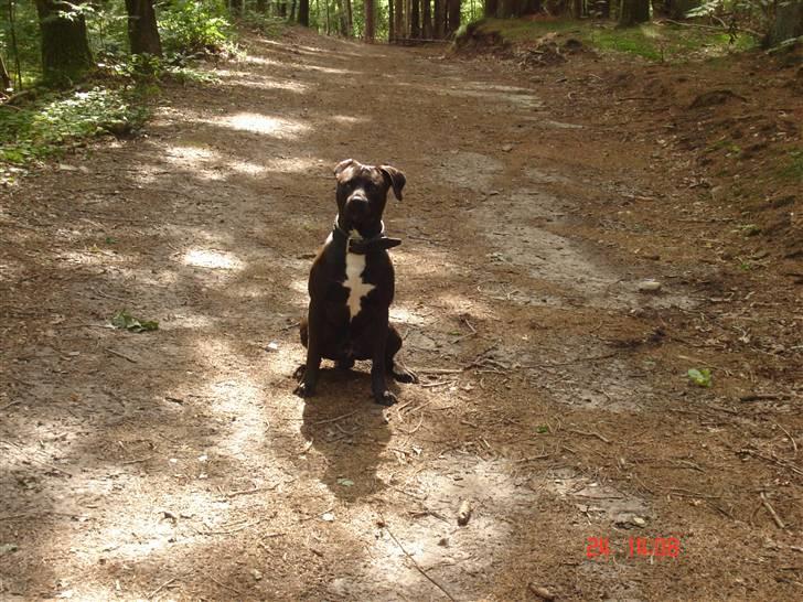 Amerikansk staffordshire terrier Jackie - Han står Lige og nyder udsigten Over Altanen billede 6