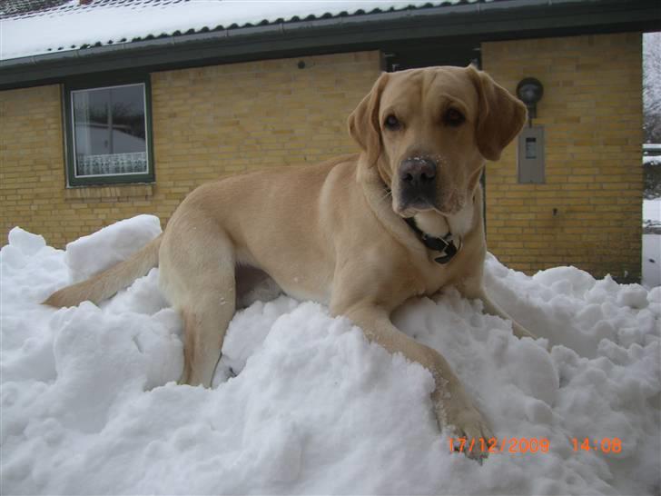 Labrador retriever Taco - Farvel, og tak fordi i kiggede med :D. Læg gerne en kommentar og bedømmelse inden i går. Nu er i her jo alligevel ;) -Her er det så Taco på den store bunke sne ude i indkørslen d: {Foto: Mig} billede 11