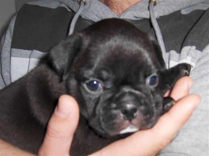 Blanding af racer Monty  - Her er jeg 5 uger billede 9