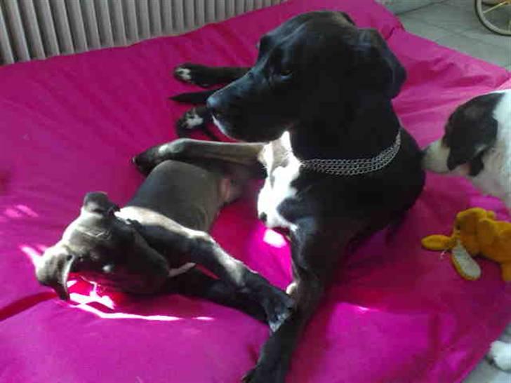 Blanding af racer nikita  R.I.P - uh dejlig hygge,  billede 1