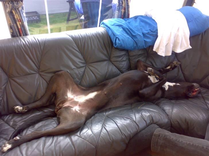 Blanding af racer nikita  R.I.P - min yndlings stilling billede 2