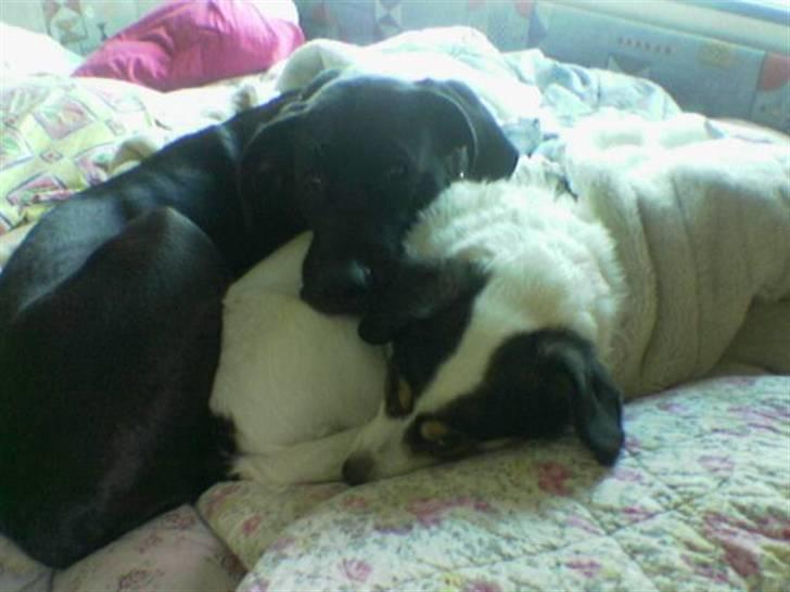 Blanding af racer nikita  R.I.P - min elskede lege kammerat som er gammel, vi bor sammen billede 3