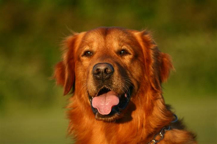 Golden retriever Sofus billede 2