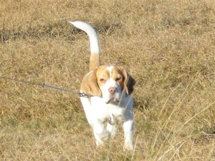 Beagle Futte R.I.P. - Ude at gå på mark. billede 1