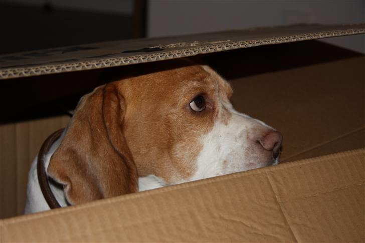 Beagle Futte R.I.P. - Futte elsker kasser, og specielt når man kan gemme sig i dem, det er bare ikke sjovt når der ikke er nogen der skubber til kassen. billede 2