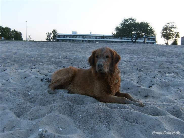 Golden retriever Sofus - Min første strandtur nogensinde - Det var lidt koldt ;o) billede 3