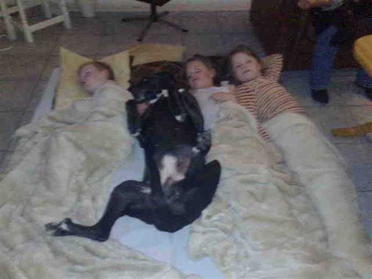 Blanding af racer nikita  R.I.P - godt med sove kammerater billede 5