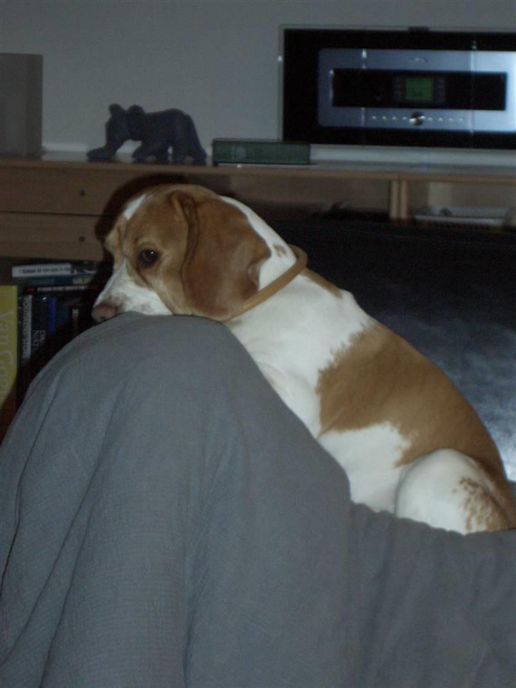 Beagle Futte R.I.P. - Futte elsker dyner. billede 3