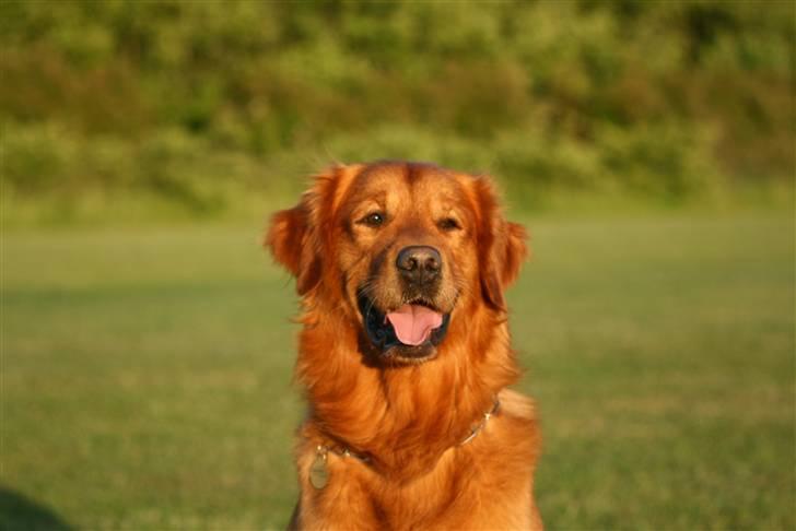 Golden retriever Sofus billede 4