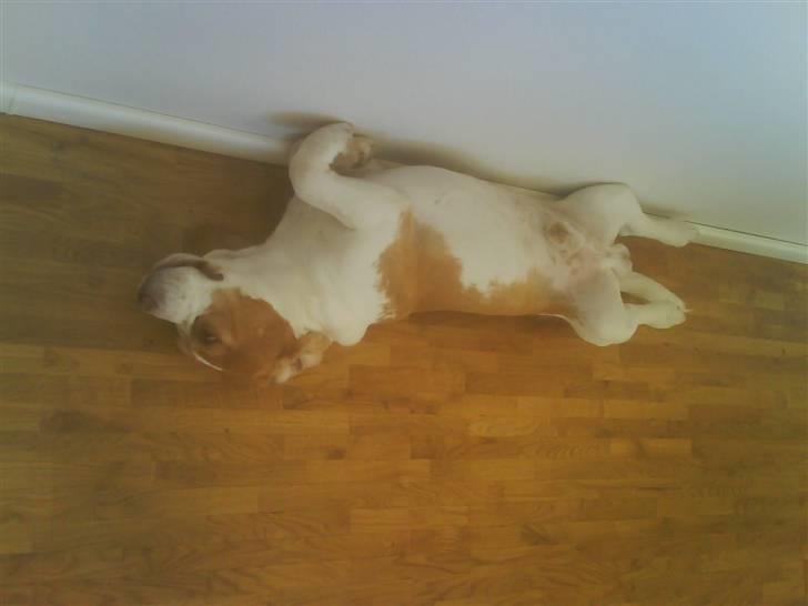 Beagle Futte R.I.P. - Der er lidt trangt her. billede 4