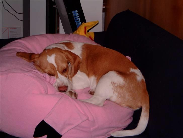 Beagle Futte R.I.P. - Stille, jeg sover. billede 5