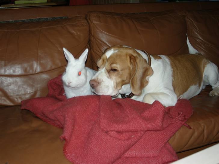 Beagle Futte R.I.P. - JAJA, jeg ved godt der en kanin ved siden af mig, men jeg slapper lige af. billede 6