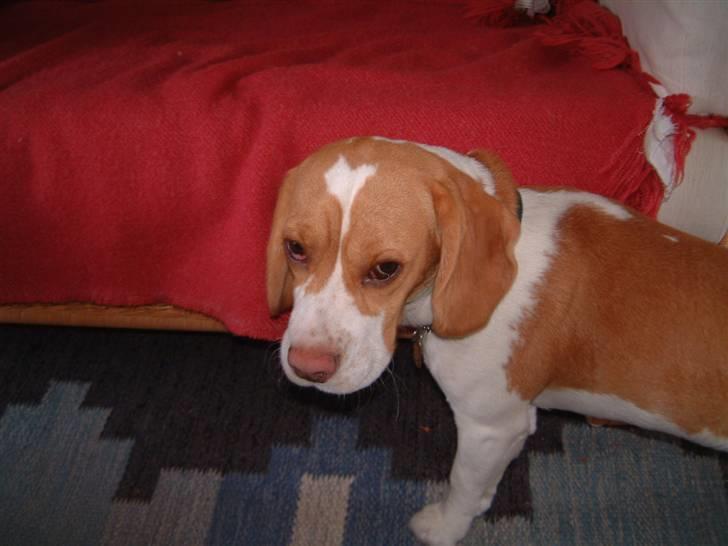 Beagle Futte R.I.P. - Jeg har ikke gjort noget jeg ikke må. billede 7
