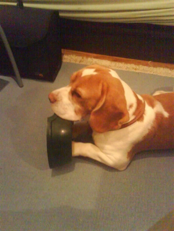 Beagle Futte R.I.P. - Bare fordi der ikke er mad i, kan man da godt bruge skålen. billede 8