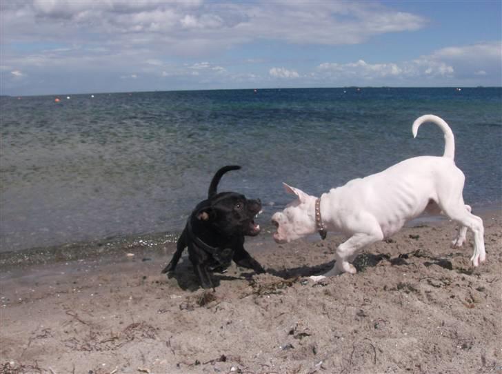 Staffordshire bull terrier Cino - Cino prøver at sætte macho på plads billede 19