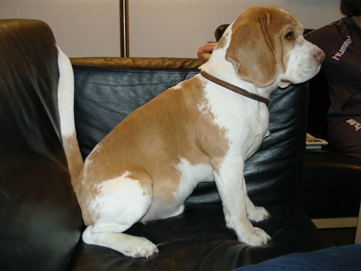 Beagle Futte R.I.P. - Se, Se, kan du ikke se det? billede 9