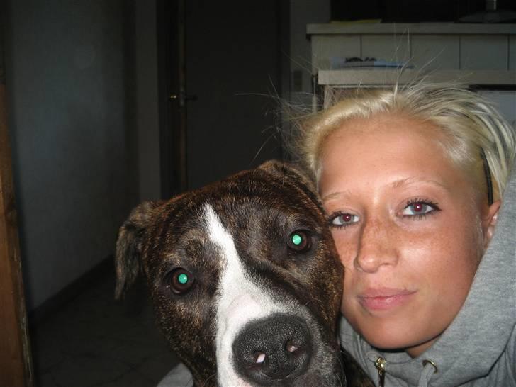 Amerikansk staffordshire terrier Chilli :) - Her er mor og Jeg <33 billede 20