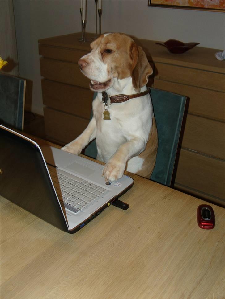 Beagle Futte R.I.P. - Stille, jeg arbejder!!! billede 10