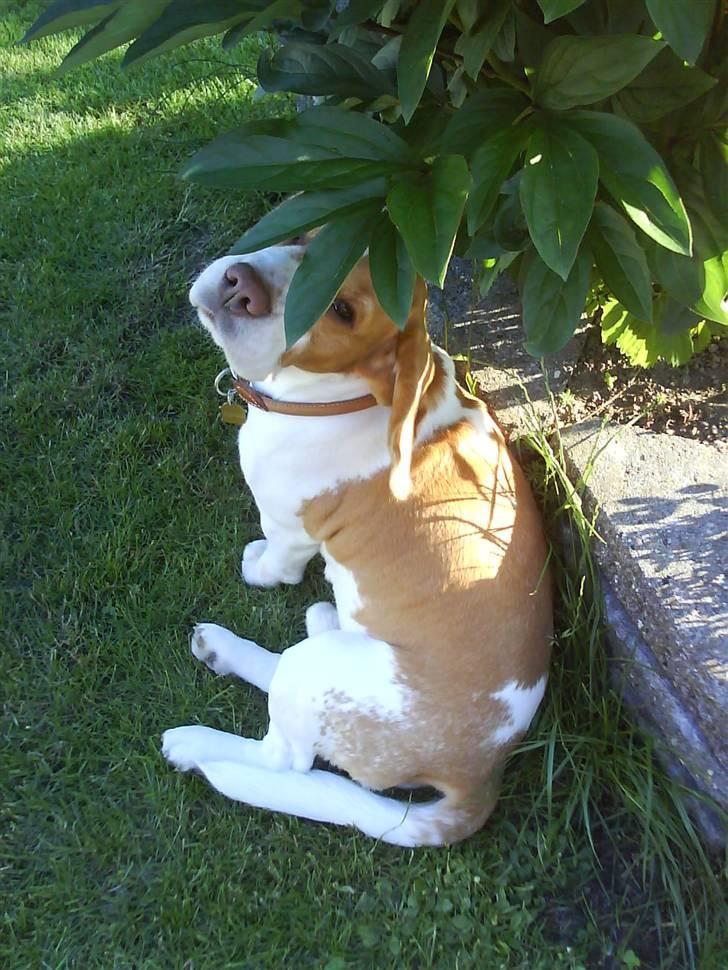 Beagle Futte R.I.P. - Futte prøver at gemme sig. billede 11