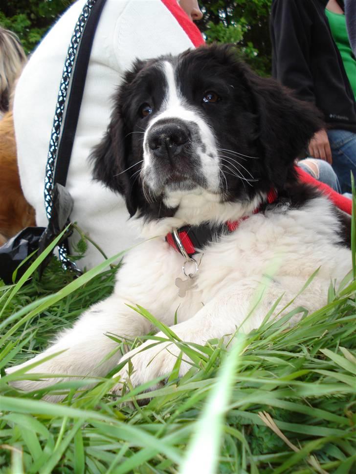 Landseer Bertha billede 10