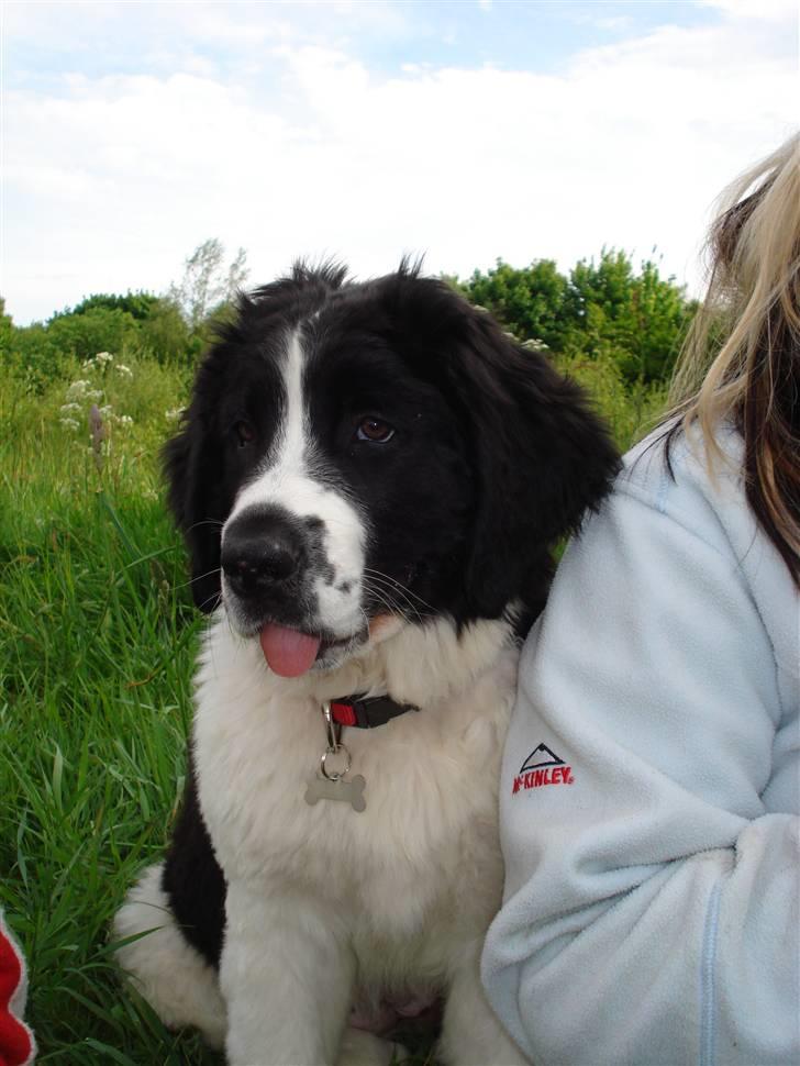 Landseer Bertha billede 11