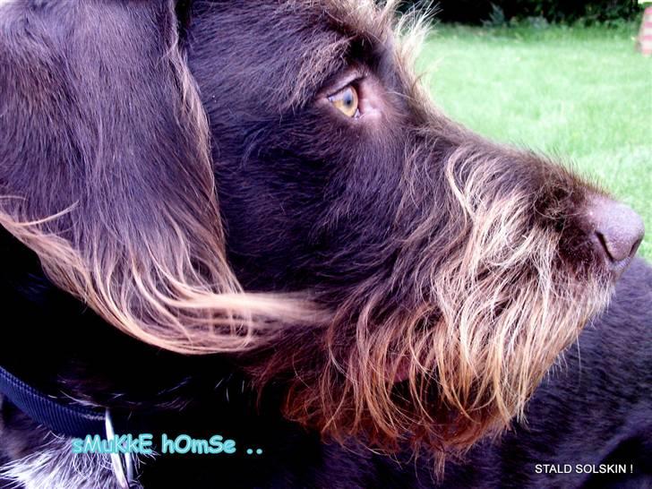 Blanding af racer | HERMAN. - Hermansen. billede 7