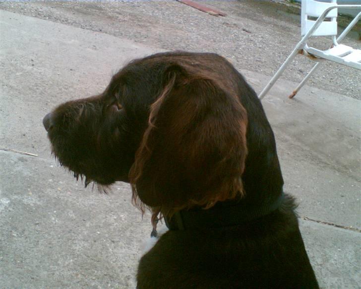 Blanding af racer | HERMAN. - Jeg er et halvt år  billede 3