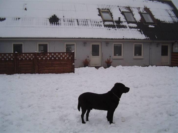 Labrador retriever Max    R.I.P  billede 13