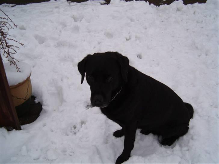 Labrador retriever Max    R.I.P  billede 14