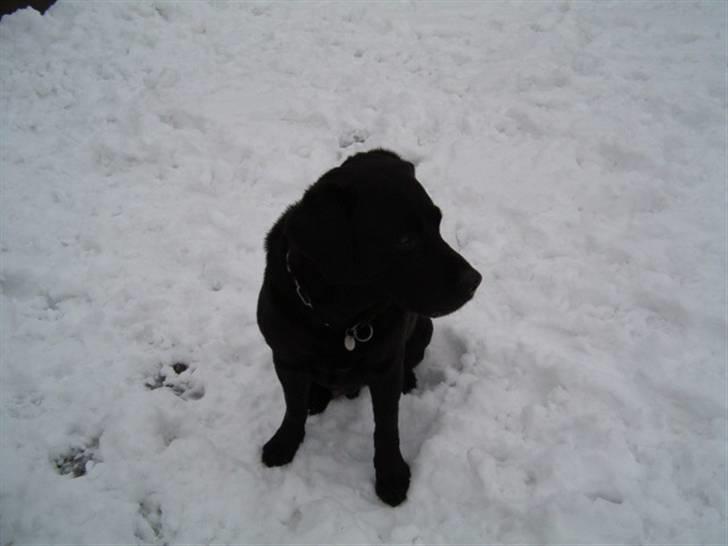 Labrador retriever Max    R.I.P  billede 15