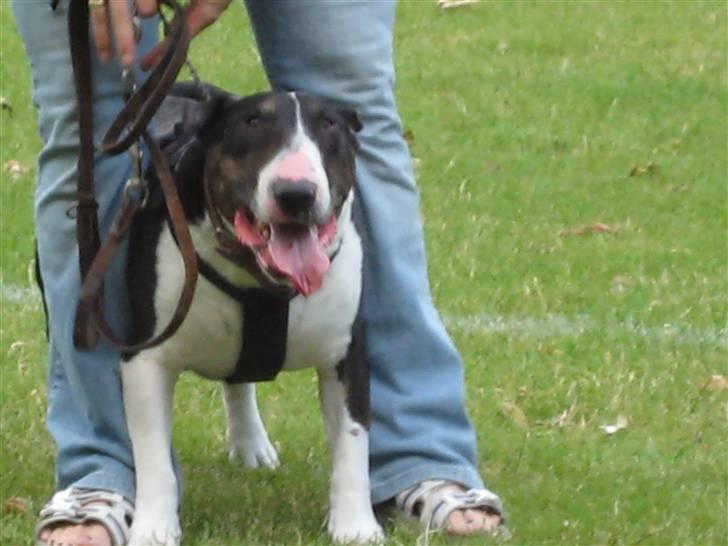Bullterrier Ulf - Til min første ringtrænning billede 10