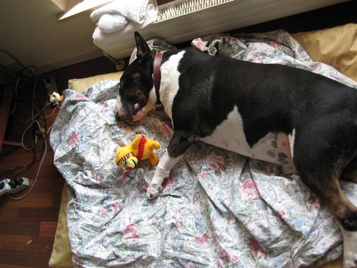 Bullterrier Ulf - Puha, det var hårdt hos dyrlægen billede 11