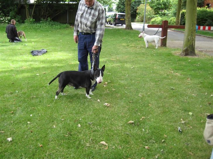 Bullterrier Rex billede 5