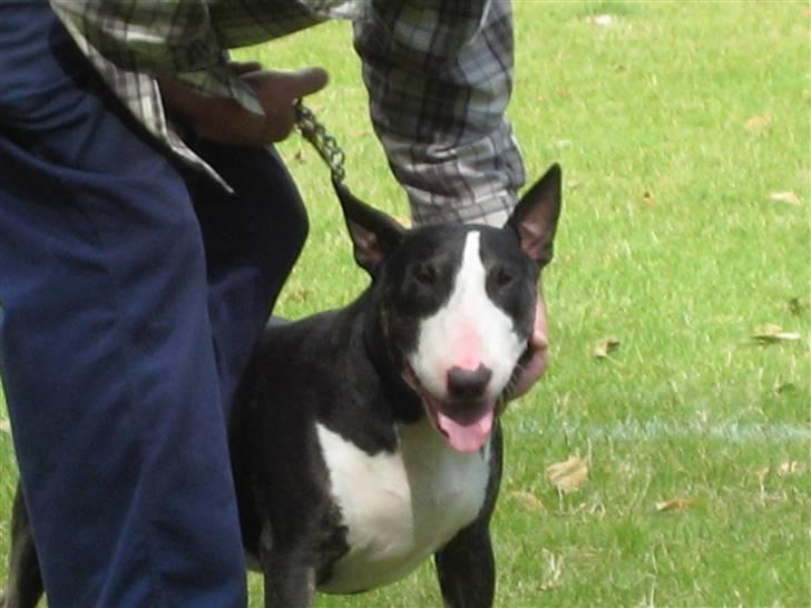 Bullterrier Rex billede 6