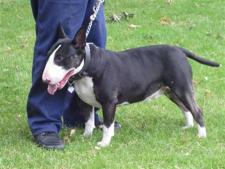 Bullterrier Rex billede 7