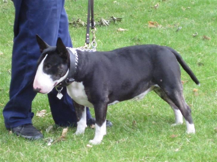 Bullterrier Rex billede 8