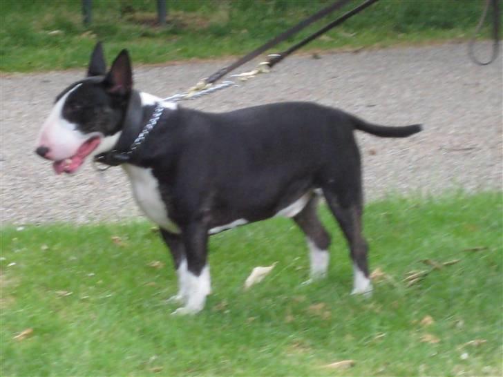 Bullterrier Rex billede 9