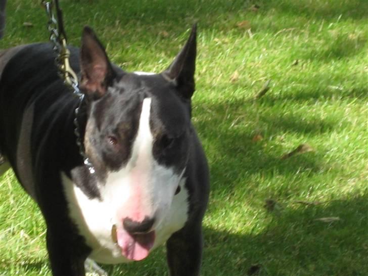 Bullterrier Rex billede 10
