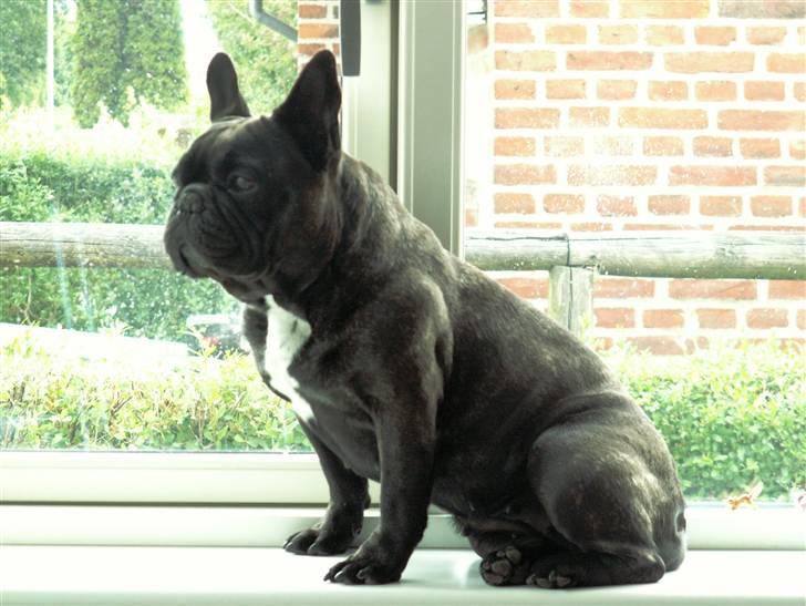 Fransk bulldog Astrid - Foto: Winnie Kongsnæs billede 13