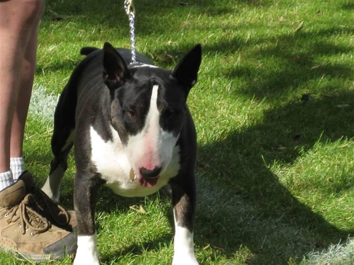 Bullterrier Rex billede 11