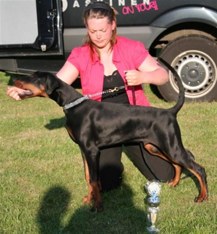Dobermann Black Ballerina Cody - Udstilling i Altona - Tyskland billede 6