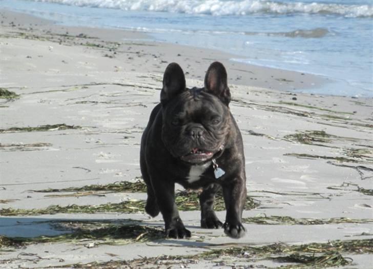 Fransk bulldog Astrid - Foto: Winnie Kongsnæs billede 14