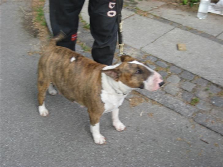 Bullterrier Rex - Mor Alma billede 12