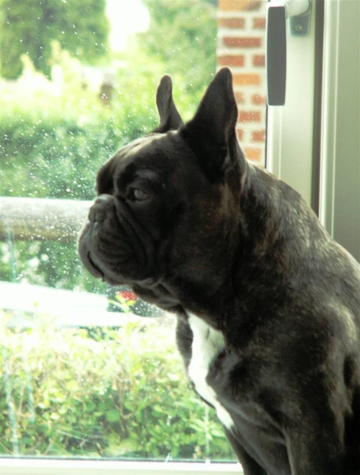 Fransk bulldog Astrid - Foto: Winnie Kongsnæs billede 15