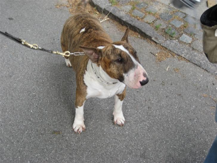 Bullterrier Rex billede 13