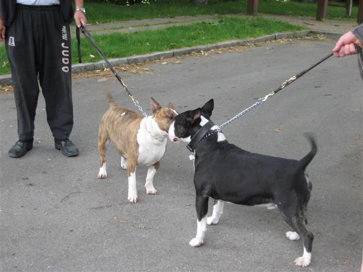 Bullterrier Rex - Mor Alma og far Rex billede 14
