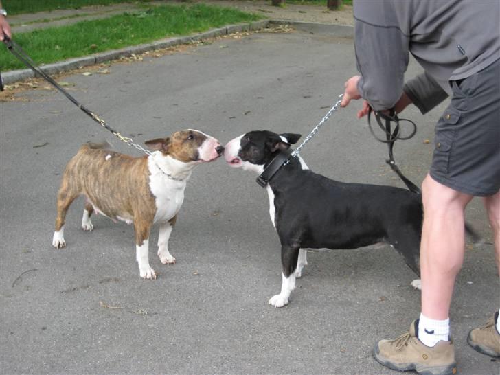Bullterrier Rex - Så er der dømt kysseri billede 15