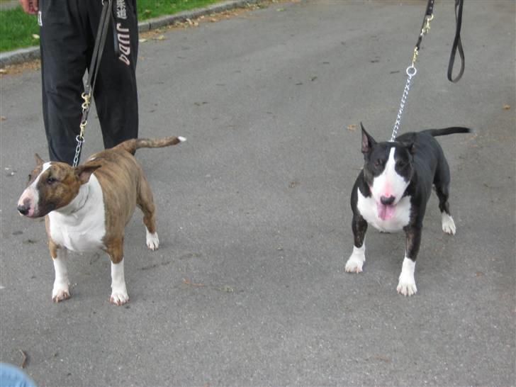 Bullterrier Rex billede 16