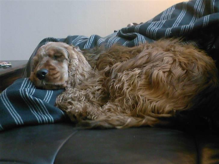 Cocker spaniel Gismo billede 1